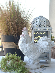 Gallo Campestre