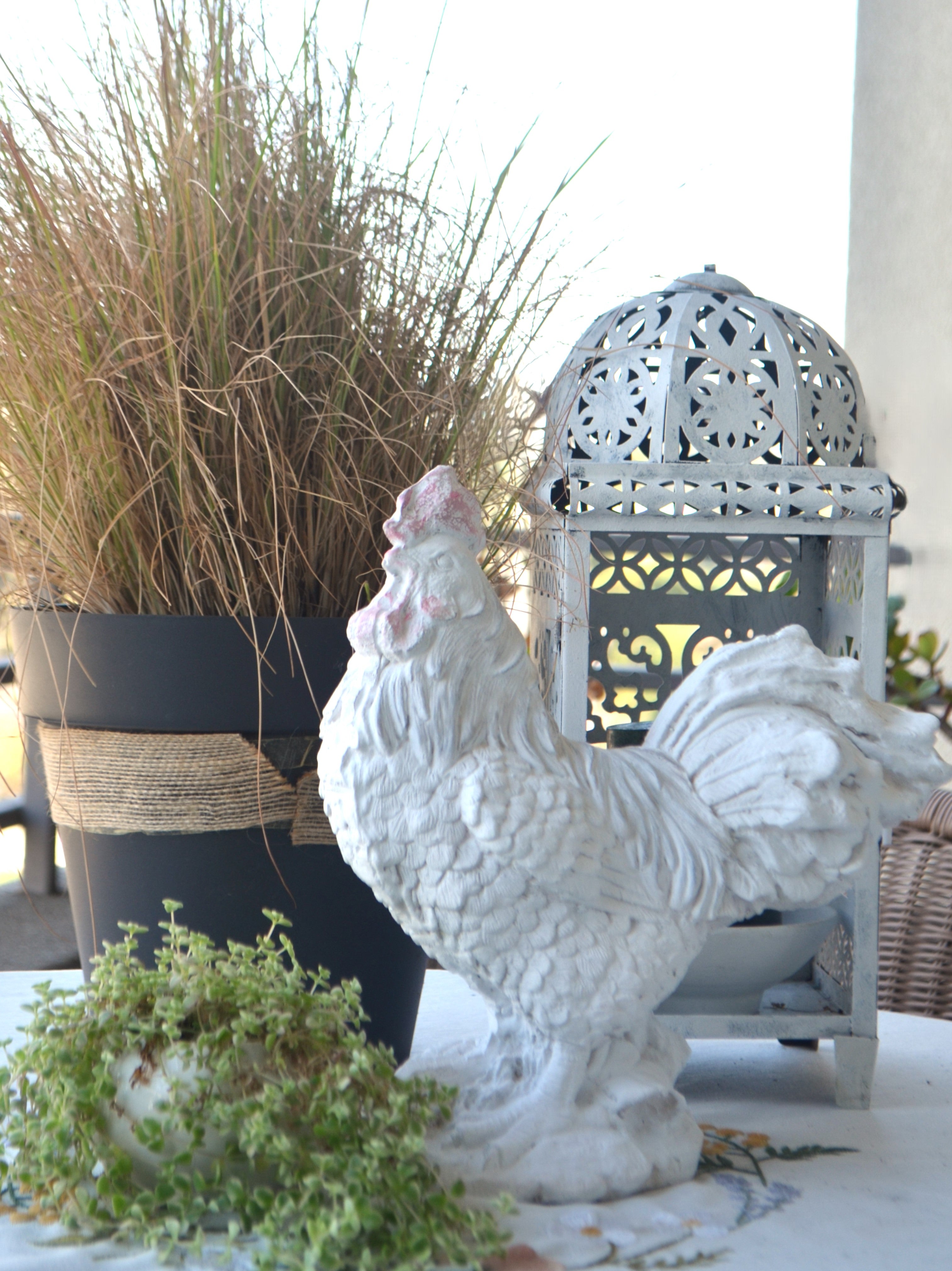 Gallo Campestre